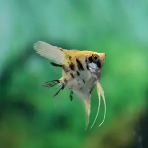 Gold Marble Angelfish