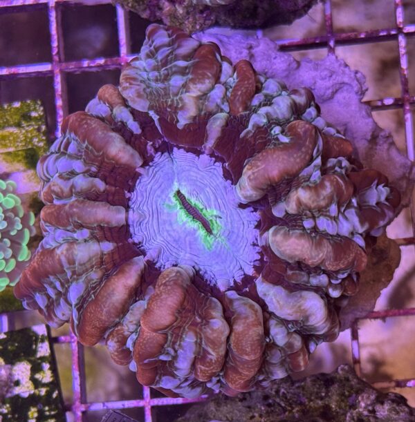 Cynarina Lacrymalis Bicolor