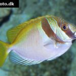 Double Bar Rabbitfish