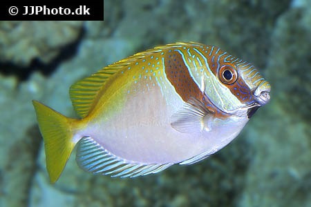 Double Bar Rabbitfish