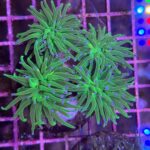 Neon Green Torch