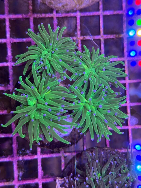 Neon Green Torch