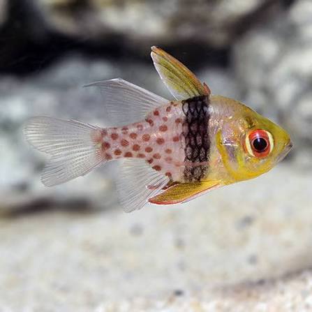 images (64) Pajama Cardinalfish