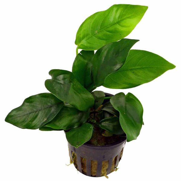 Anubias barteri var. nana