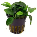 Anubias Barteri var. Nana