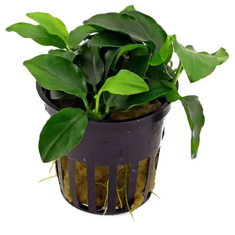 Anubias Barteri var. Nana