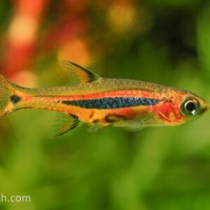 Exclamation Point Rasbora