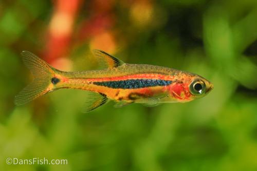 Exclamation Point Rasbora Exclamation Point Rasbora