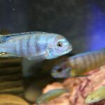 Mixed Mbuna Cichlids