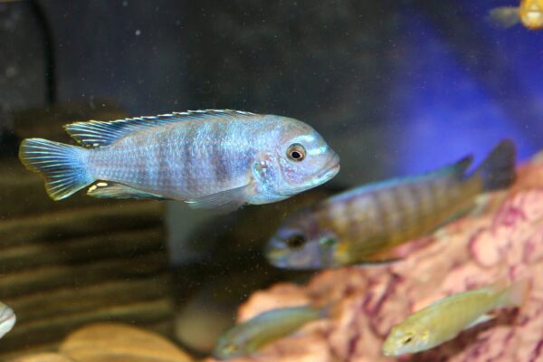 2026/07/IMG-20260703-WA0004.jpg Mixed Mbuna Cichlids