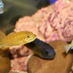 Mixed Mbuna Cichlids - Image 3