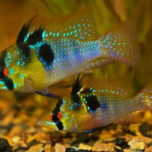 German Blue Ram