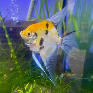 Koi Angelfish