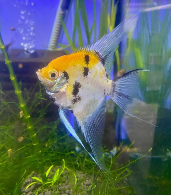 Koi Angelfish