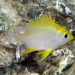 Yellow Chromis