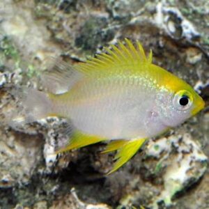 Yellow Chromis